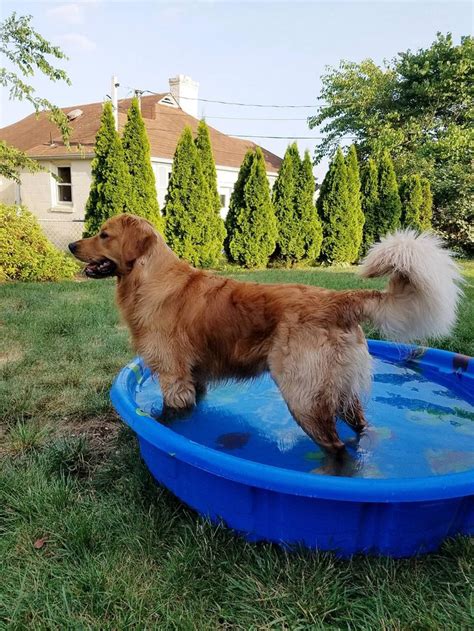 butt olug tail|Golden Retriever Tail